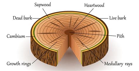What Are The Layers Of A Tree Trunk Complete Tree Care