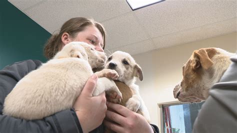 Humane Society Rescues 40 Dogs From Lincoln County Property