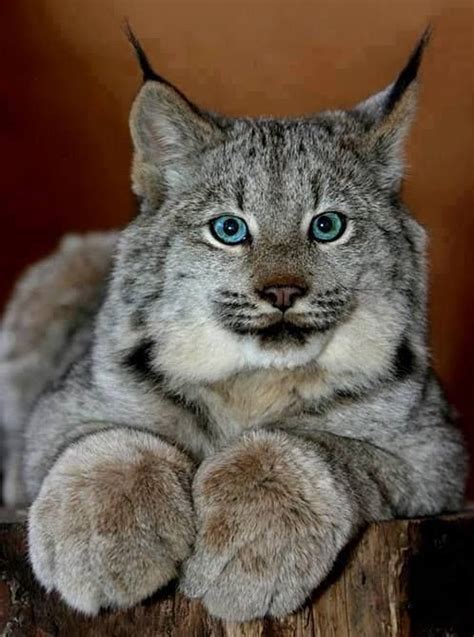 Pin By Theresa Dieck On Snow Leopard Beautiful Cats Cats Lynx Kitten