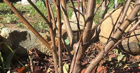 Peach Tree Pruning Advice Album On Imgur