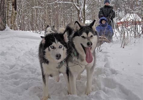 Dog Sledding In The Moscow Countryside
