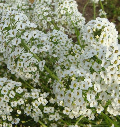 Plant Some Snow Cloth Alyssum Seeds In Your Organic Garden Learn About