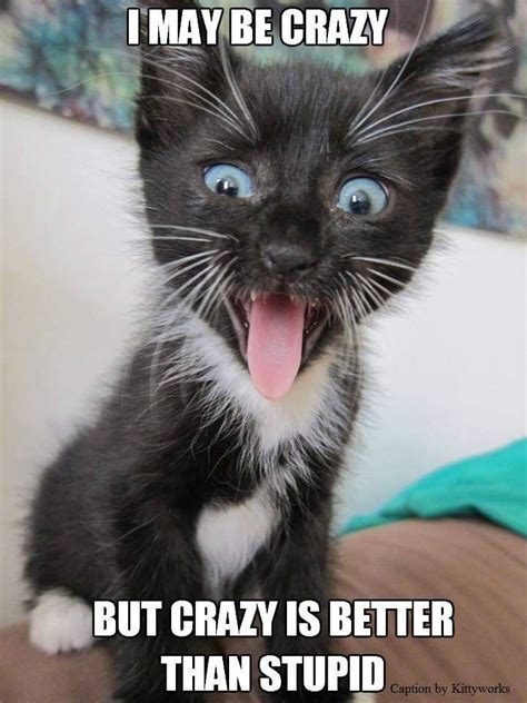 Pin By Cindy Bentley On Cat Purrs Cute Kitten Meme Kittens Funny Cats