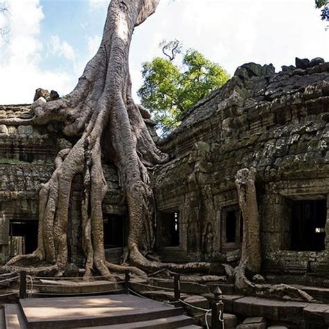 Giant Trees At The Cambodian Temple Of Ta Prohm Amusing Planet
