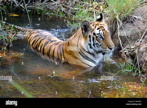 Bengal Tiger Panthera Tigris Tigris Stock Photo Alamy