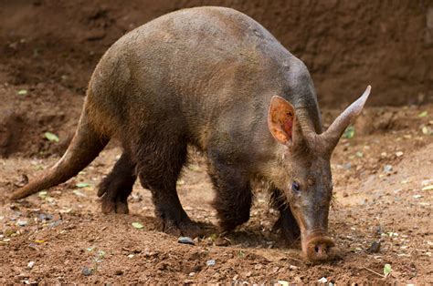 Aardvark Facts Animal Facts Encyclopedia