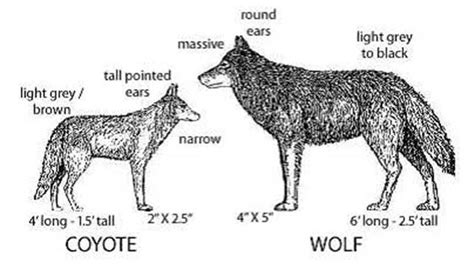 What do coyote pups look like? Residents say coyotes killing dogs in Lorne Park are ...