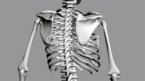 Maybe you would like to learn more about one of these? Rotation of 3D skeleton.ribs,chest,anatomy,human,medical ...