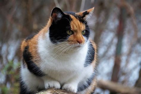 15 Thought Provoking Calico Cat Facts