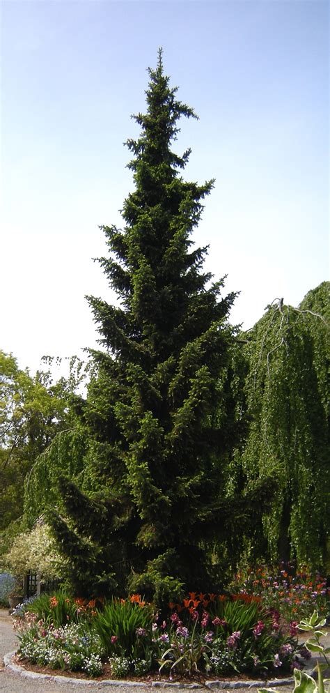 The most graceful of all spruces, the serbian spruce offers thin arching branches with a slender straight trunk. Serbian Spruce Tree. | Seasons Change | Pinterest ...