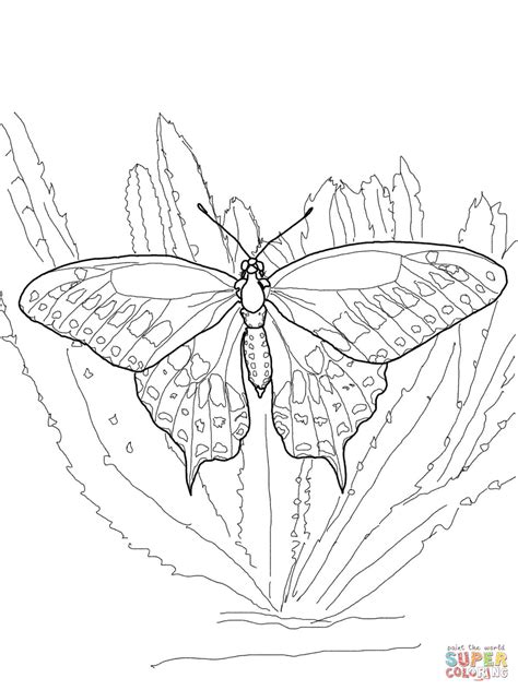 Tiger Swallowtail Butterfly Coloring Page