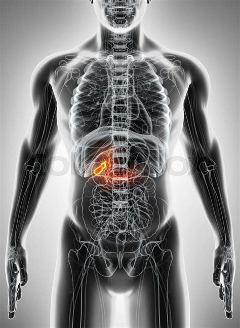 3d Illustration Of Male Gallbladder Stock Image Colourbox