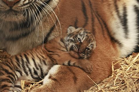 Pictured Adorable Endangered Siberian Tiger Cubs Born In Woburn Safari
