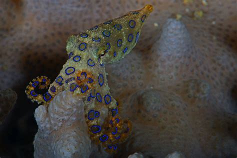Blue Ringed Octopus Photo By Normand Brassard — National Geographic