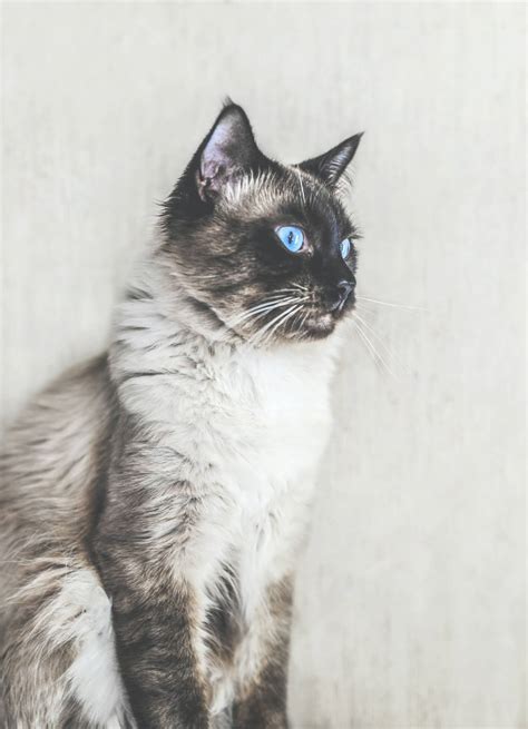 Balinese Cat Breed History Personality Care And Facts