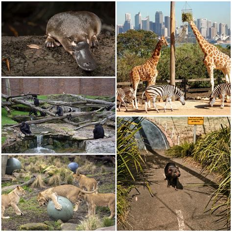 Vườn Thú Taronga Thế Giới động Vật được Thu Nhỏ ở Sydney Úc Tour 24h