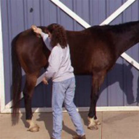 Groom Your Horse For Good Health Expert Advice On Horse