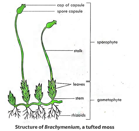 Structure Characteristics And Life Cycle Of Moss Plant