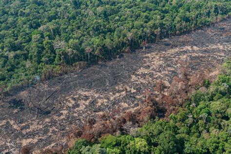 Governo Do Amazonas Decreta Situação De Emergência Ambiental Casa Ninja Amazônia