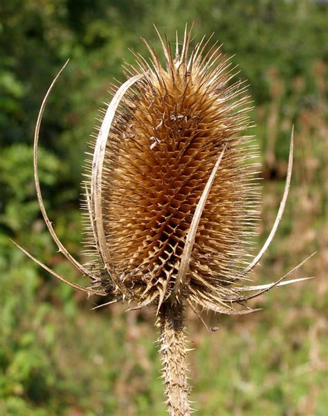 Teasels A Plant To Know And Use Springwater Trails