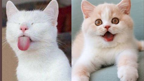 Funny cats | cute cats | Baby cats | kittens videos compilation#03