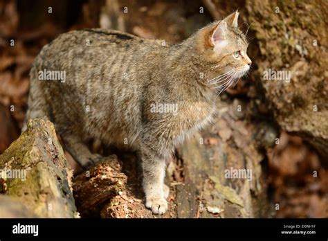 european wildcat felis silvestris silvestris in bavarian forest national park germany stock