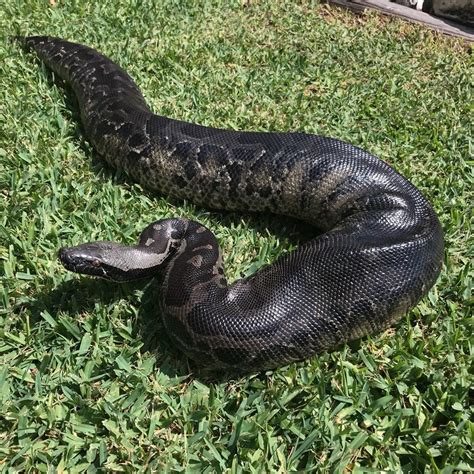 My Other Pick Up From Arlington Male Black Blood Python Snakes