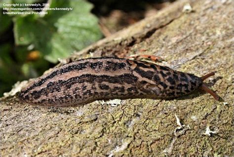 Leopard Slug Sex Scienceblogs