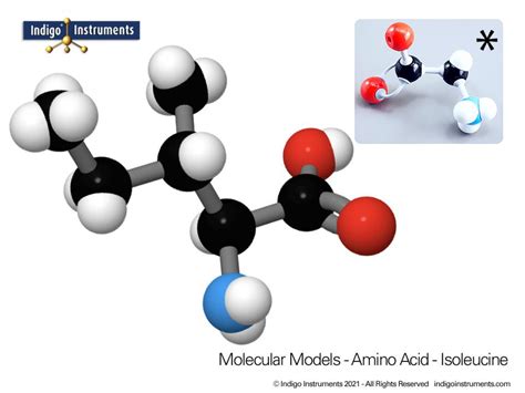 Amino Acids 20 Essential Molymod Hybrid Style