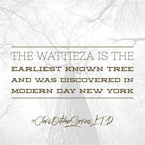 Did You Know That The Earliest Known Tree Was Discovered In What Is Now