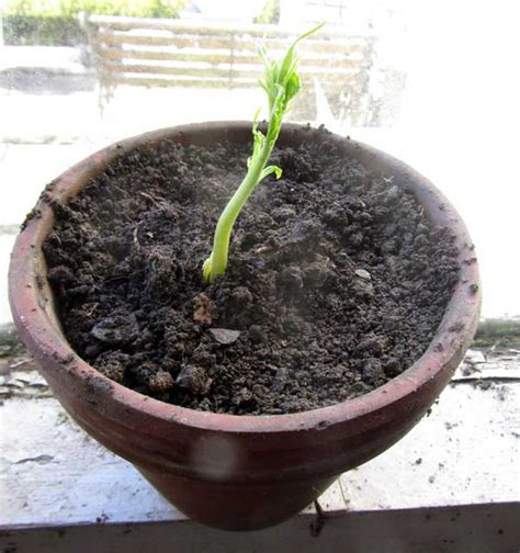 Unexpected Apricot Or Nectarine Fruit Stone Seedling Robzlog