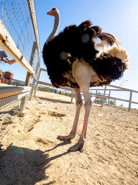 Photographing Ostriches At Ostrichland In Solvang California Nature