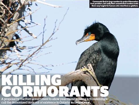 Killing Cormorants Animal Alliance Of Canada