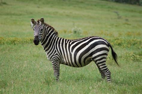This article demonstrates some of the most imperative zebra habitat facts and its widespread distribution. The Zebra | Lovely Animal All Interesting Facts | Animals ...