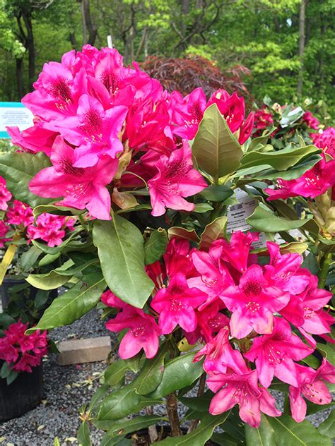 Deer resistant flowering plants for florida. Rhododendron 'Nova Zembla'