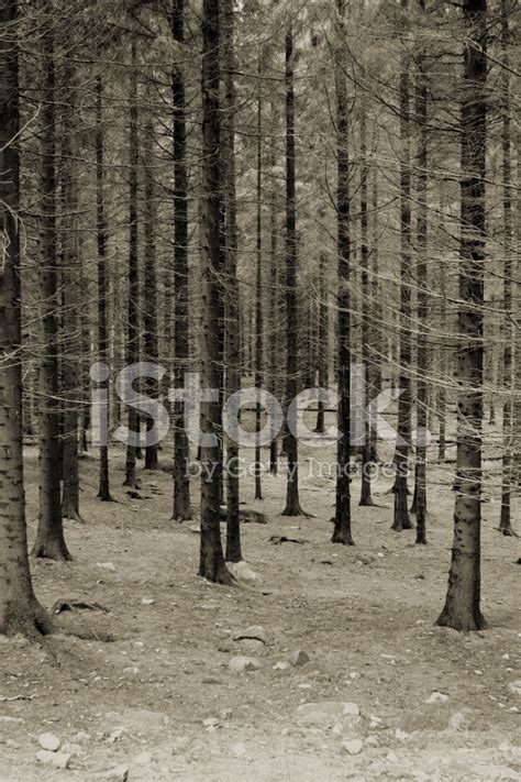 Dark Forest Stock Photo Royalty Free Freeimages