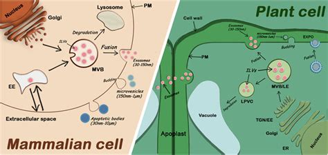 frontiers unconventional secretion of plant extracellular vesicles and their benefits to human
