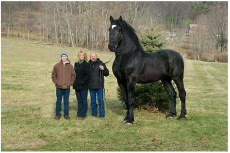 Big Jake Largest Living Horse 2600 Pounds Of 7 Feet 10 Inches Tall