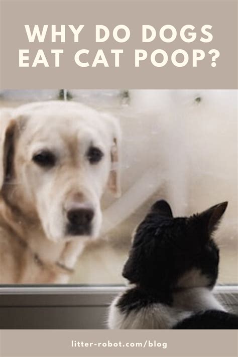 Why Do Dogs Eat Cat Poop Learn More On Litter Robot Blog