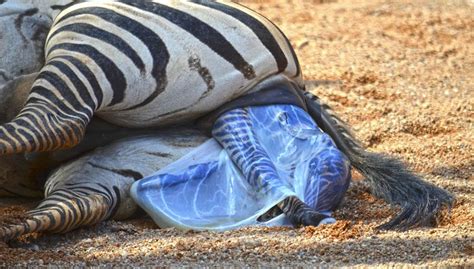Así Salvan Los Cuidadores De Bioparc A Una Cebra Recién Nacida Que