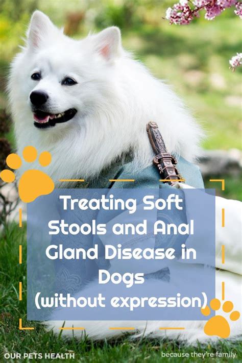 Treating Soft Stools And Anal Gland Disease In Dogs Without Expression