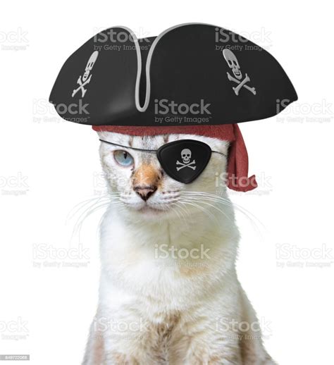 Funny Animal Costume Of A Cat Pirate Captain Wearing A Tricorn Hat And