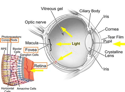 89 Structure And Function Of The Eye Rods And Cones Biology Notes