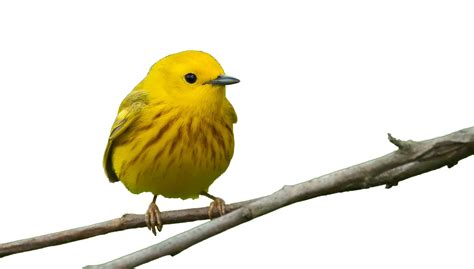 Bird Feeders Beak Window Finch Yellow Birds Png Download 1024582