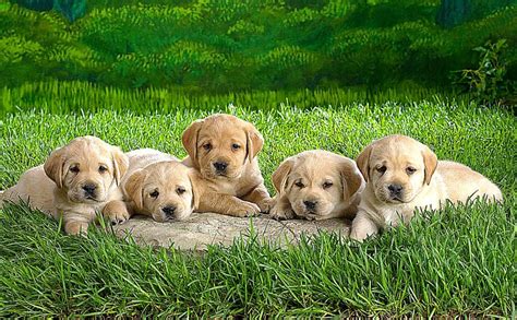 Funny Puppies Wallpapers Top Free Funny Puppies Backgrounds