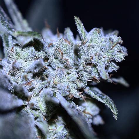 4 Must Try Indica Strains