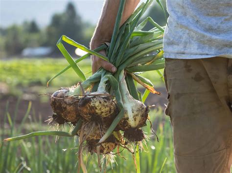 Tips on Growing Onions in Your Winter Vegetable Garden