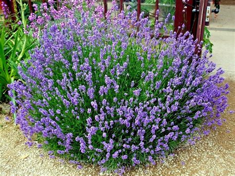 True English Lavender Seed Organic Herb Oils Fragrance Fresh Dried