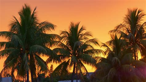 Miami Beach Sun Down In Palm Tree Sunset 4k Florida Usa