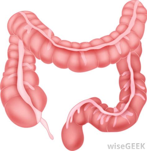 Which of the following organs is where most nutrients are absorbed large intestine *** esophagus small intestine stomach 2. What are Bowel Obstruction Symptoms? (with pictures)